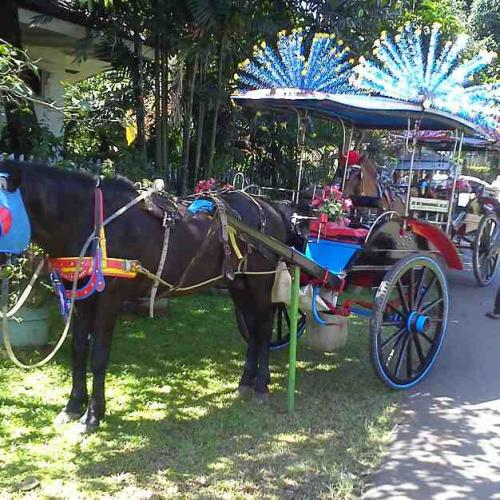 Delman Hias (5)